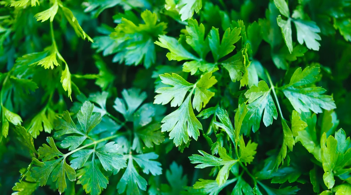 Parsley Leaves