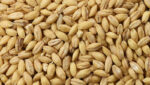 Barley