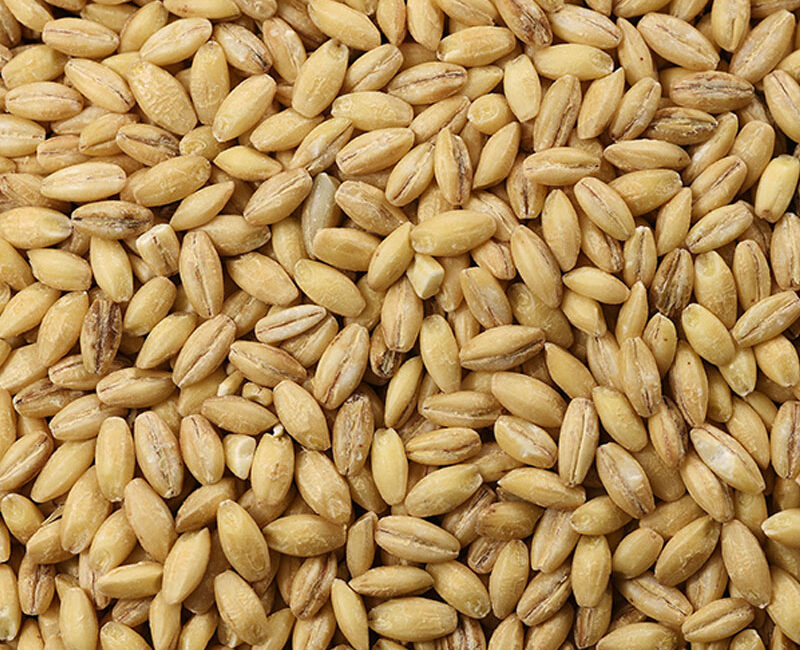 Barley
